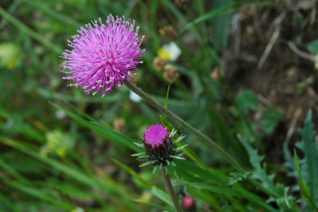 Cirsium?  No, Carduus defloratus